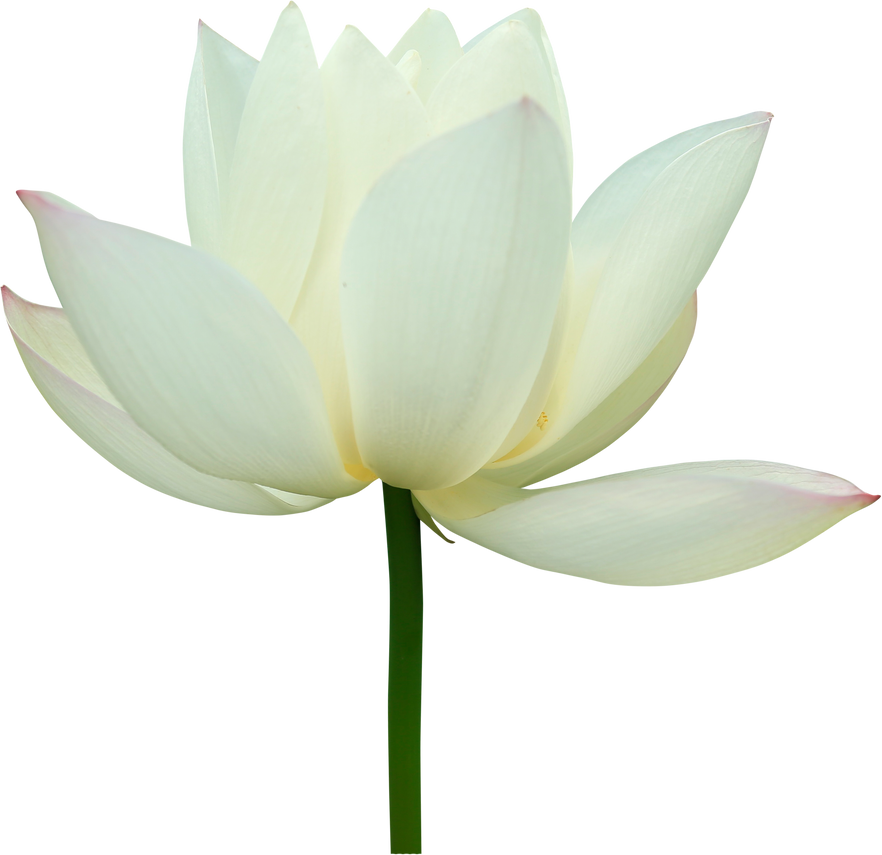 White Lotus Flower