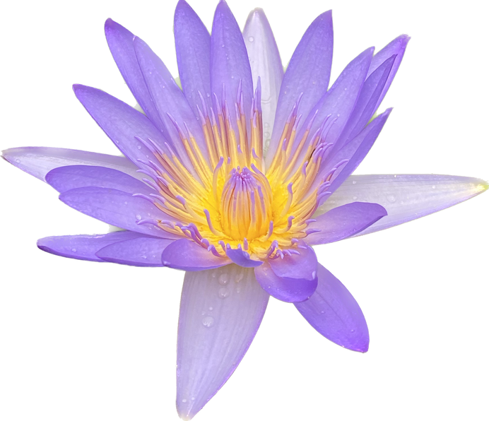 Purple lotus flower