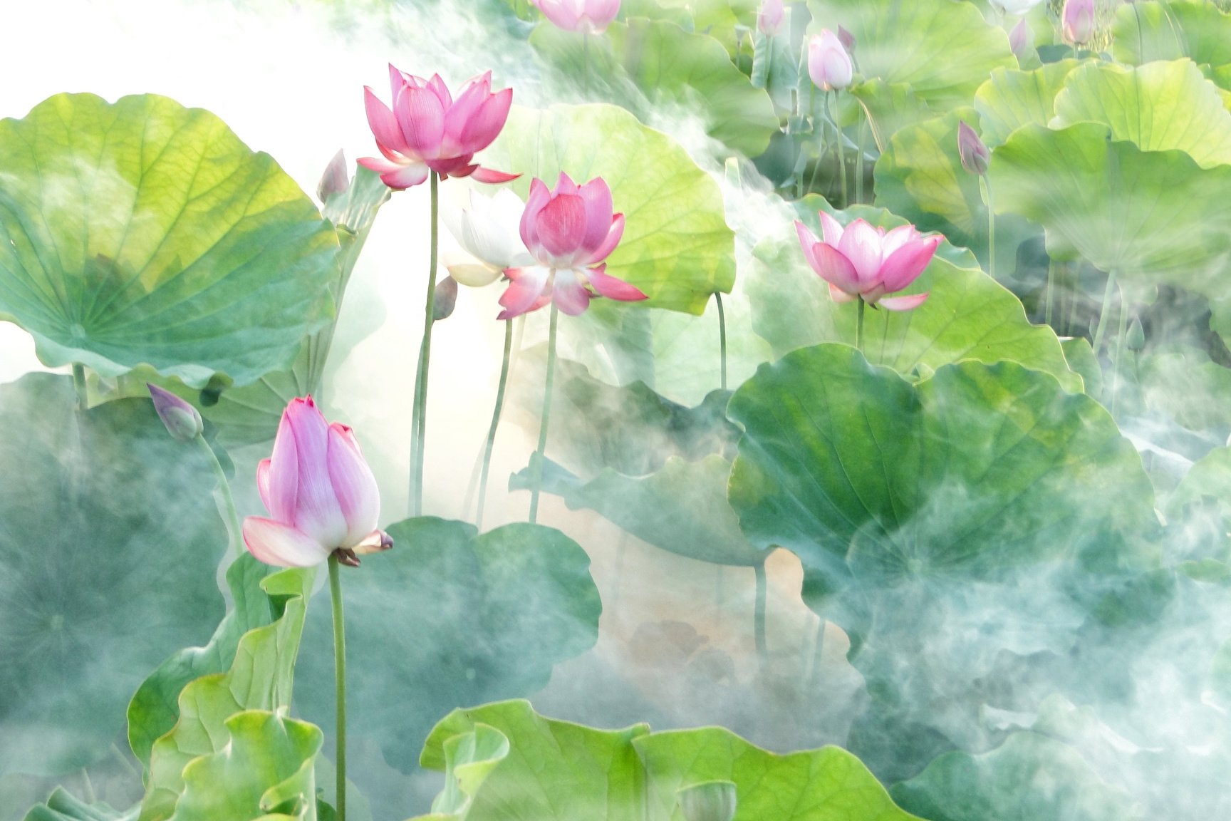 Lotus Flowers in Summer